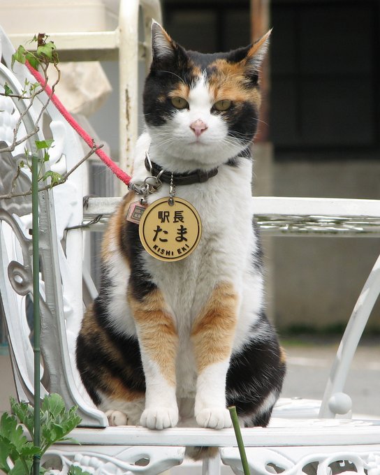 外を歩いていた頃の 駅長たま かつての貴志駅 オキラクウサギ