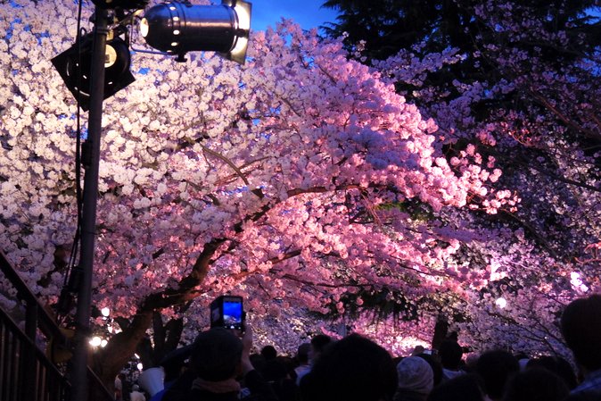 桜の通り抜け 18:30