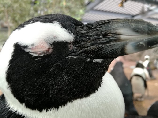 ペンギン意外とモフモフな羽毛